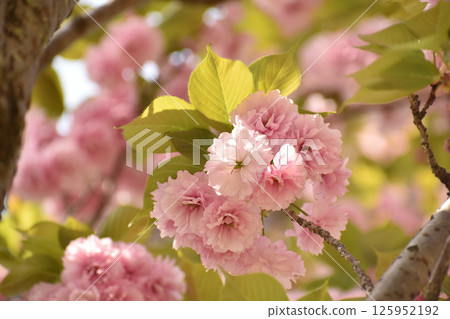 Gorgeous pink double cherry blossoms 125952192
