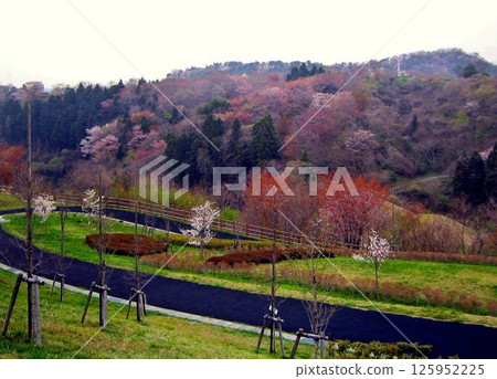 公園裡的春天景色 公園裡的春天景色 125952225