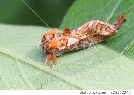 Pale silver-spotted killer whale 125952243