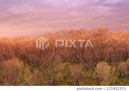 Spring sunset in the woods Spring sunset in the woods 125952353
