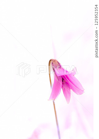 A lovely katakuri flower A lovely katakuri flower 125952354