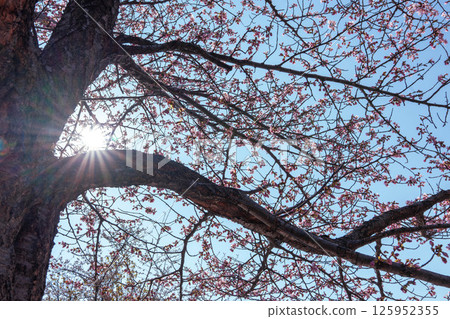 The sun peeking through the cherry tree The sun peeking through the cherry tree 125952355
