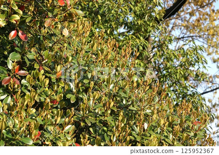 Rhaphiolepis umbellata buds, April 2025 Rhaphiolepis umbellata buds, April 2025 125952367