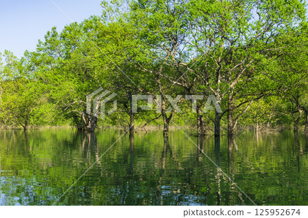 Fresh green Shirakawa lake submerged forest Fresh green Shirakawa lake submerged forest 125952674