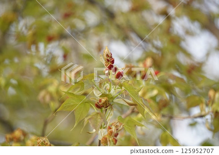 Taiwan Lily Flowers, April 2025 125952707