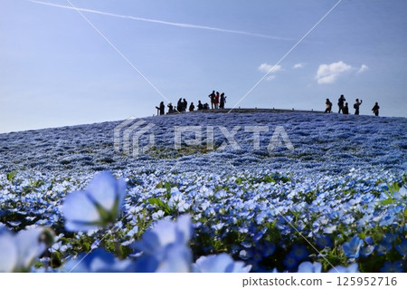 浪漫的茨城(全場沸騰拍照)日立海濱公園 浪漫的茨城(全場沸騰拍照)日立海濱公園 125952716