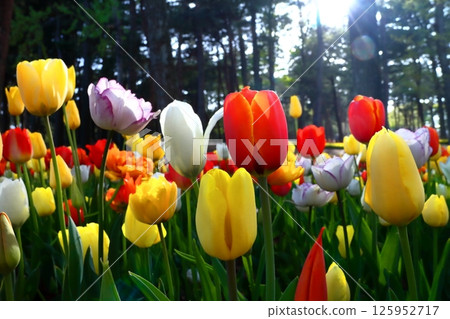 浪漫的茨城（笑容燦爛）鬱金香、常陸那珂市、日立海濱公園 125952717