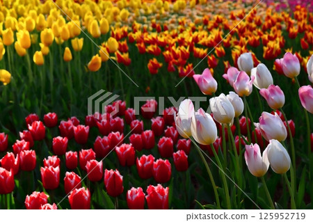 浪漫的茨城(在樹梢間灑下的陽光下微笑。鬱金香世界。)日立海濱公園 浪漫的茨城(在樹梢間灑下的陽光下微笑。鬱金香世界。)日立海濱公園 125952719