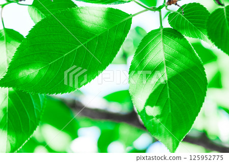Fresh green background Fresh green background 125952775