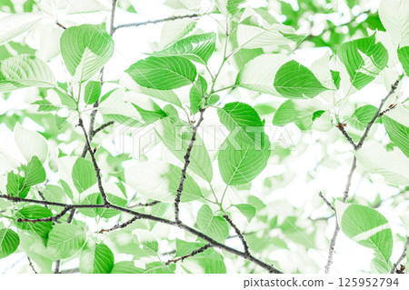 Fresh green background 125952794