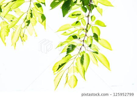 新鮮的綠色背景 125952799