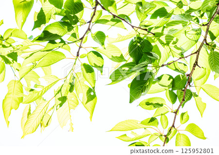 Fresh green background 125952801