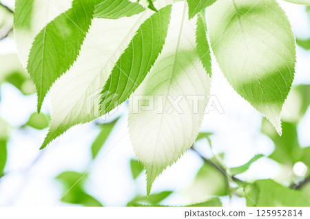 Fresh green background 125952814