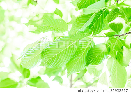 Fresh green background 125952817