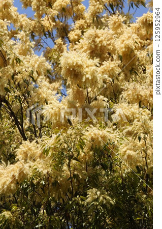 Takasagojii flowers, April 2025 125952964