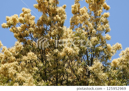 高砂井花,2025年4月 高砂井花,2025年4月 125952969