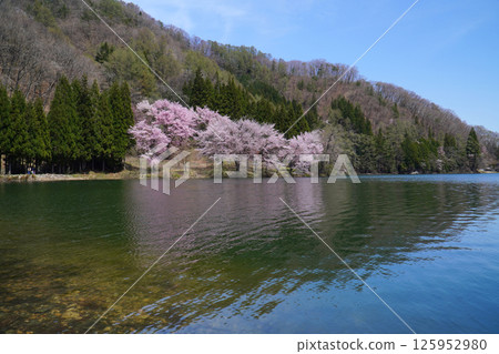Cherry blossoms in full bloom at Lake Nakatsuna 125952980