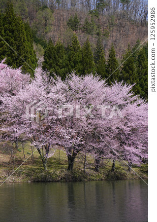 Cherry blossoms in full bloom at Lake Nakatsuna Cherry blossoms in full bloom at Lake Nakatsuna 125952986