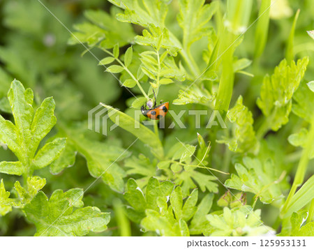 Fresh green plants and ladybugs 125953131