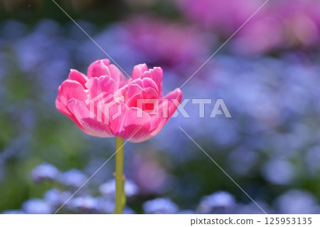 Pink tulip 125953135