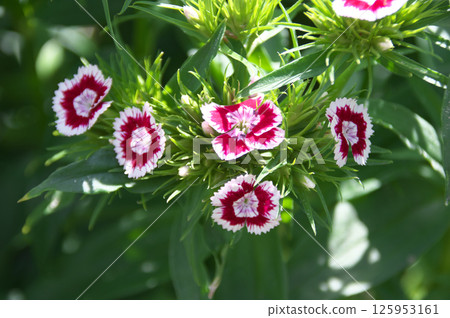 美國Nadesico 125953161