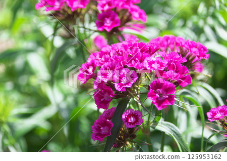 美國Nadesico 美國Nadesico 125953162