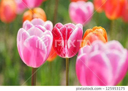 Pink and red tulips 125953175