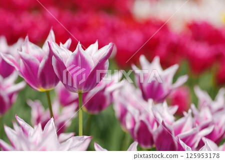 鬱金香田裡盛開的紫色鬱金香 鬱金香田裡盛開的紫色鬱金香 125953178