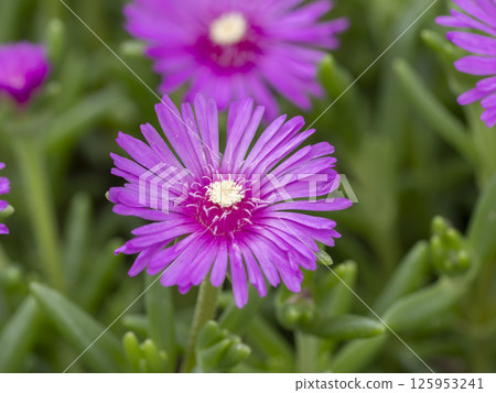 彩色雛菊的特寫 125953241