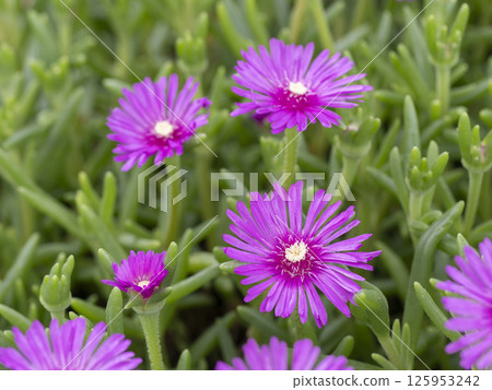 彩色雛菊的特寫 125953242