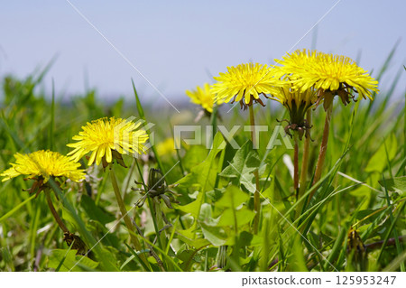 Dandelions crowded on the side of rice paddies...1 125953247