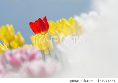 黃色鬱金香和一朵紅色鬱金香 黃色鬱金香和一朵紅色鬱金香 125953274