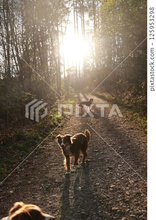 Two dogs are walking on a dirt road in the woods 125953298