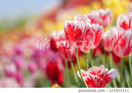 Red and white tulips in a tulip field in full bloom 125953311