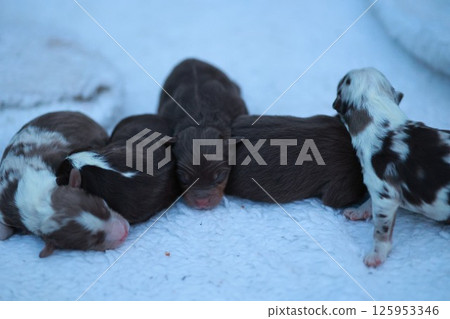 A group of puppies are sleeping on a white blanket 125953346