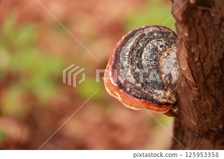 A mushroom is growing on a tree A mushroom is growing on a tree 125953358