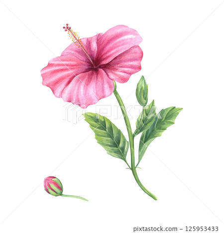 Green branch with pink hibiscus flowers, buds and leaves watercolor illustration isolated background. Fresh tropical flowers for wedding stationery, Hawaiian themed parties and feminine home decor. Green branch with pink hibiscus flowers, buds and leaves watercolor illustration isolated background. Fresh tropical flowers for wedding stationery, Hawaiian themed parties and feminine home decor. 125953433
