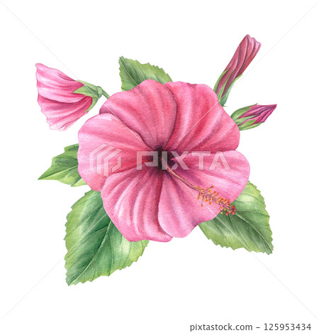 Pink hibiscus flowers with opening buds and leaves watercolor illustration isolated background. Floral bouquet for tropical wedding invitations, resort menus and Hawaiian party decor. 125953434
