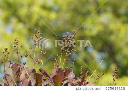 Smoke tree flowers, April 2025 125953620