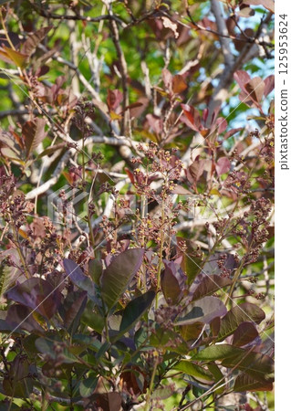Smoke tree flowers, April 2025 Smoke tree flowers, April 2025 125953624