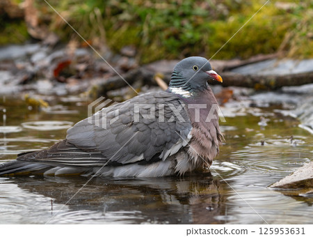 Wood pigeon vyakhir swims in a pond in early spring Wood pigeon vyakhir swims in a pond in early spring 125953631