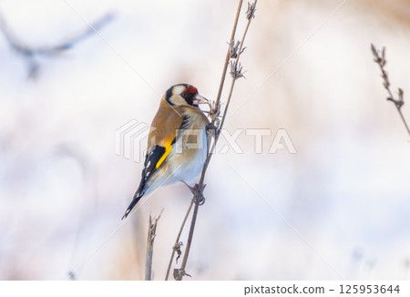 A goldfinch sits on a weed stalk sticking out from under the snow and pecks the seeds 125953644