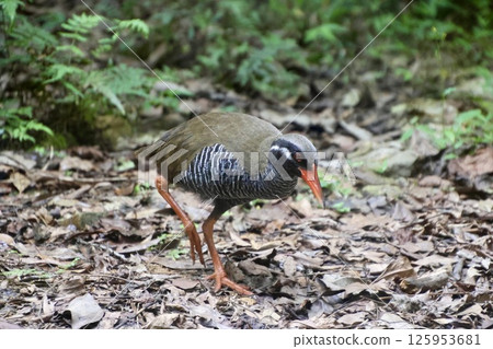 沖繩秧雞和山原水禽（沖繩縣國頭村） 125953681