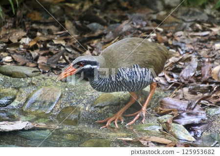 Okinawa Rail and Yamahara Waterfowl (Kunigami Village, Okinawa Prefecture) Okinawa Rail and Yamahara Waterfowl (Kunigami Village, Okinawa Prefecture) 125953682