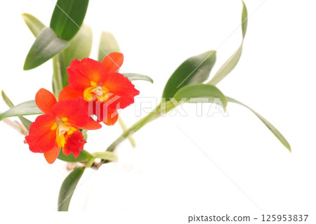 卡特蘭紅花光背景布拉納天使 125953837
