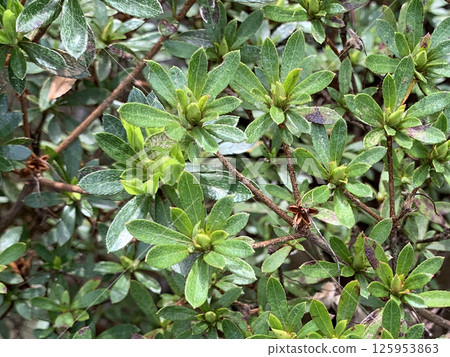Close-up photo of azalea leaves (nature, background material) 125953863