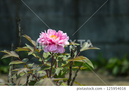 Niiza Peony Garden, Niiza City, Saitama Prefecture Niiza Peony Garden, Niiza City, Saitama Prefecture 125954016