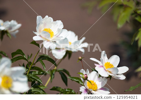 Niiza Peony Garden, Niiza City, Saitama Prefecture 125954021