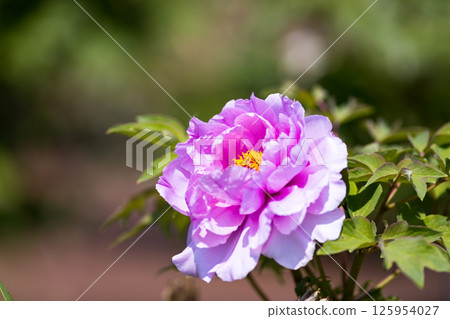 Niiza Peony Garden, Niiza City, Saitama Prefecture 125954027