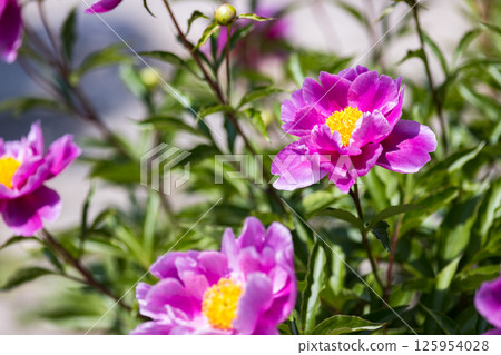 Niiza Peony Garden, Niiza City, Saitama Prefecture 125954028